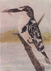 INDIAN BIRDS. The Pied Kingfisher 1943 old vintage print picture