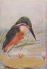 INDIAN BIRDS. The Common Kingfisher 1943 old vintage print picture