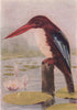 INDIAN BIRDS. The White-breasted Kingfisher 1943 old vintage print picture