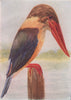 INDIAN BIRDS. The Brown-headed Stork-billed Kingfisher 1943 old vintage print
