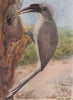 INDIAN BIRDS. The Common Grey Hornbill 1943 old vintage print picture