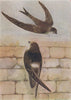 INDIAN BIRDS. 1. The Palm-Swift; 2. The House-Swift 1943 old vintage print