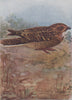 INDIAN BIRDS. The Common Indian Nightjar 1943 old vintage print picture