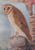 INDIAN BIRDS. The Barn or Screech Owl 1943 old vintage print picture