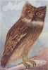 INDIAN BIRDS. The Brown Fish-Owl 1943 old vintage print picture