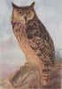 INDIAN BIRDS. The Indian great Horned-owl 1943 old vintage print picture