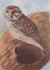 INDIAN BIRDS. The Spotted Owlet 1943 old vintage print picture