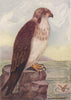 INDIAN BIRDS. The Osprey 1943 old vintage print picture
