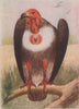 INDIAN BIRDS. The Black, Puducherry or King Vulture 1943 old vintage print