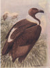 INDIAN BIRDS. The White-backed or Bengal Vulture 1943 old vintage print