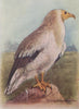 INDIAN BIRDS. The White Scavenger Vulture or Pharaoh's Chicken 1943 old print