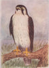 INDIAN BIRDS. The Laggar Falcon 1943 old vintage print picture