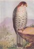 INDIAN BIRDS. The Red-headed Merlin 1943 old vintage print picture