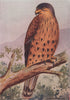 INDIAN BIRDS. The Kestrel 1943 old vintage print picture