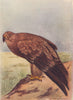 INDIAN BIRDS. The Tawny Eagle 1943 old vintage print picture