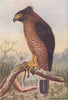 INDIAN BIRDS. The Crested Serpent-Eagle 1943 old vintage print picture