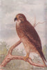 INDIAN BIRDS. The White-eyed Buzzard-Eagle 1943 old vintage print picture