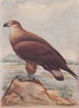 INDIAN BIRDS. Pallas's or the Ring-tailed Fishing-Eagle 1943 old vintage print