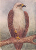 INDIAN BIRDS. The Brahminy kite 1943 old vintage print picture
