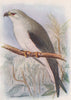 INDIAN BIRDS. The Black-winged kite 1943 old vintage print picture