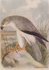 INDIAN BIRDS. The Pale Harrier 1943 old vintage print picture