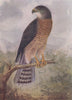 INDIAN BIRDS. The Shikra 1943 old vintage print picture