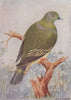 INDIAN BIRDS. The Common Green Pigeon 1943 old vintage print picture