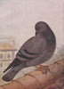 INDIAN BIRDS. The Blue Rock-Pigeon 1943 old vintage print picture