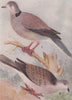 INDIAN BIRDS. 1. The Red Turtle-Dove; 2. The Spotted Dove 1943 old print
