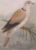 INDIAN BIRDS. The Ring Dove 1943 old vintage print picture