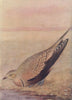INDIAN BIRDS. The Common Sandgrouse 1943 old vintage print picture