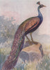 INDIAN BIRDS. The Common Peafowl 1943 old vintage print picture