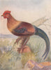 INDIAN BIRDS. The Red Jungle-fowl 1943 old vintage print picture
