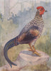 INDIAN BIRDS. The Grey Jungle-fowl 1943 old vintage print picture
