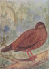 INDIAN BIRDS. The Red Spur-fowl 1943 old vintage print picture