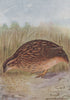 INDIAN BIRDS. The Common or Grey Quail 1943 old vintage print picture