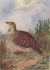 INDIAN BIRDS. The Grey Patridge 1943 old vintage print picture