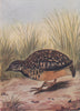 INDIAN BIRDS. The Bustard-Quail 1943 old vintage print picture