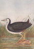 INDIAN BIRDS. The White-Breasted Water-hen 1943 old vintage print picture