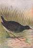 INDIAN BIRDS. The Indian Moorhen 1943 old vintage print picture
