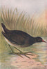 INDIAN BIRDS. The Indian Moorhen 1943 old vintage print picture