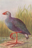 INDIAN BIRDS. The Purple Moorhen 1943 old vintage print picture