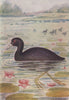 INDIAN BIRDS. The Coot 1943 old vintage print picture