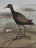 INDIAN BIRDS. The Bronze-winged Jacana 1943 old vintage print picture