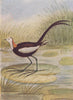 INDIAN BIRDS. The Pheasant-tailed Jacana 1943 old vintage print picture