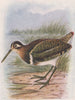 INDIAN BIRDS. The Painted Snipe 1943 old vintage print picture