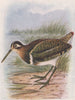 INDIAN BIRDS. The Painted Snipe 1943 old vintage print picture