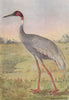 INDIAN BIRDS. The Sarus Crane 1943 old vintage print picture