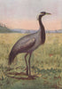 INDIAN BIRDS. The Demoiselle Crane 1943 old vintage print picture