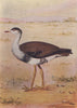 INDIAN BIRDS. The Great Indian Bustard 1943 old vintage print picture